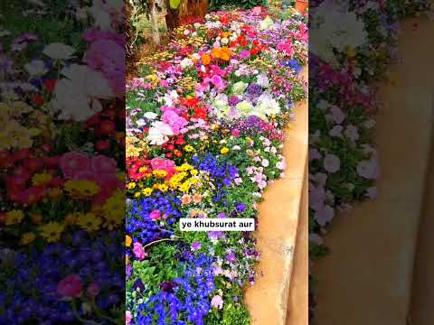 amazing flower seeds combo, 50+ flower varieties, 6000+ seeds for garden, all-season flower seeds