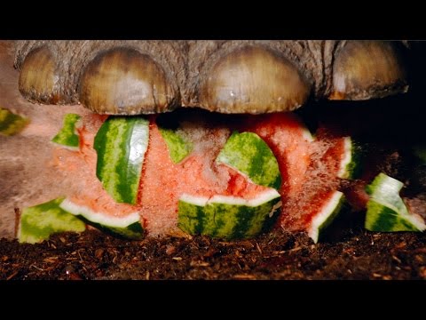 Mammoth Stomp - The Slow Mo Guys