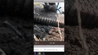 Download lagu PANJI PETUALANG Terlewat Ular Besar Kalimantan ini Berita Terbaru Nabau Snake Hutan Pedalaman Borneo mp3 Download lagu PANJI PETUALANG Terlewat Ular Besar Kalimantan ini Berita Terbaru Nabau Snake Hutan Pedalaman Borneo mp3