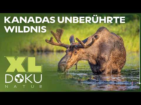 Wildes Kanada: Zwischen ewigem Eis und rastlosen Jägern | XL Naturdoku
