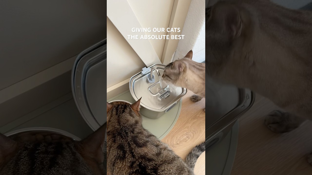 Cat water fountain upgrade🐱 linked in bio on Amazon! #catwaterbowl #catwaterfountain #amazongadgets