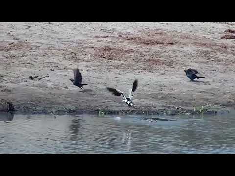 Djuma: Water Thick-knees, Starling, Lapwing, Monitor Lizard and Stork - 14:54 - 10/12/2022