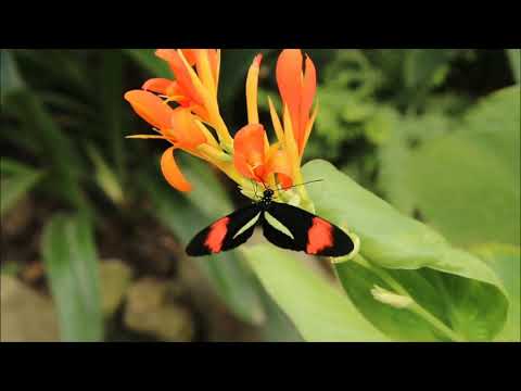 Relaxing Sleep Music | Deep Sleeping Music | Relaxing Music | neture video | Meditation music |