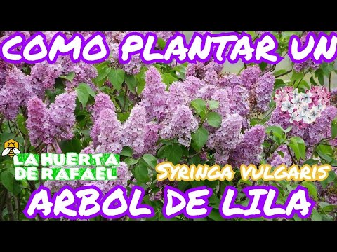 , title : 'Cómo plantar un árbol de lila o lilo🌸[Syringa vulgaris]||El cultivo del árbol de lila|•|9NaTemporada'