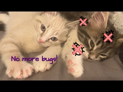 GETTING RID OF MY FOSTER KITTENS' FLEAS // How to Get Rid of Fleas on Kittens
