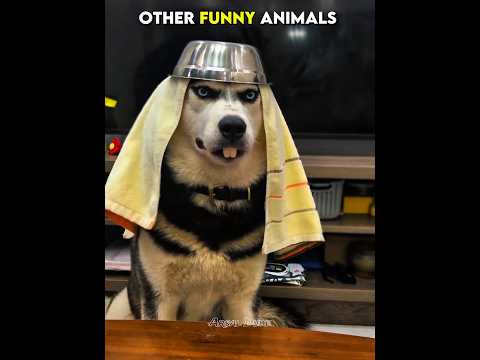Last One Is So  Funny Animal  😂
