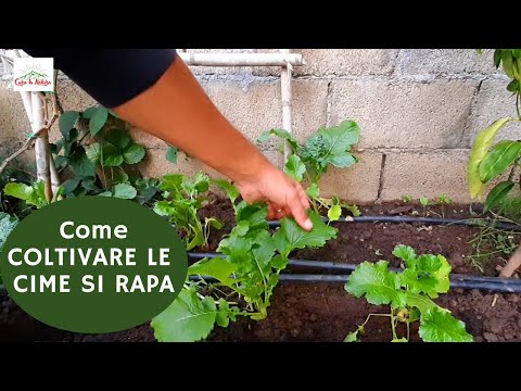 , title : 'Come Piantare E Coltivare I Broccoli Di Rapa o Friarialli - cime di rape'