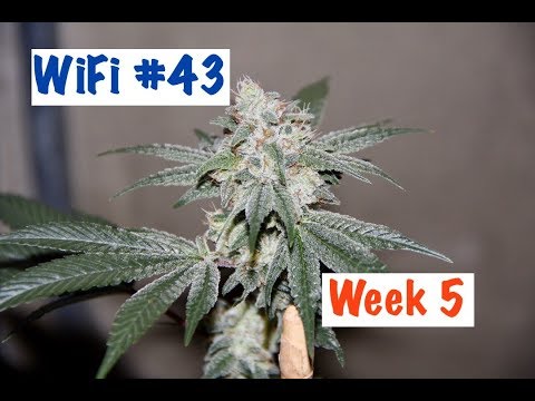Wifi #43 - Week 5 Flower - Phinest Cannabis / OG Raskal