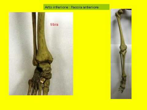 Collo fa male a deglutire sintomi dolorosi Crema articolazioni artropant recensioni di composizione
