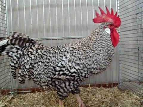 Krüper gesperbert, Landesgeflügelschau Ulm 2017