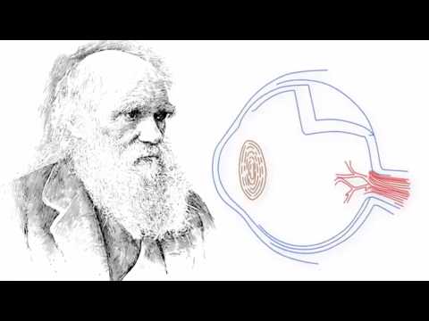 Darwinian Evolution and the Problem of the Eye. Johnathan Wells PHD. Creation Evidence.