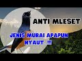 PANCINGAN Murai Batu Full Isian Tembakan Ampuh Naikkan Emosi Murai Batu Lain Agar Ikut NYAUT Bunyi