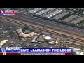 Llamas on the loose in Sun City