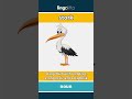 stork - a large bird with long legs... video thumbnail