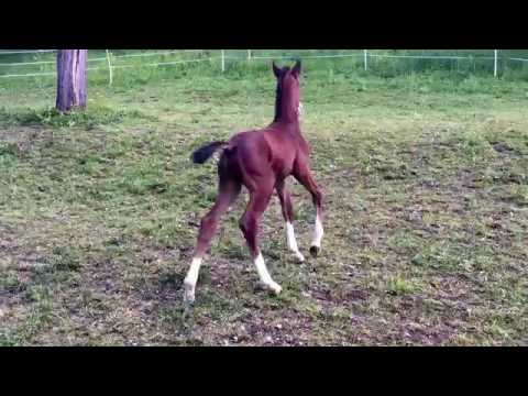 Estelle von Estobar aus einer Riccione/ Matcho Vbprstute