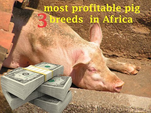 , title : '3 Important Pig Breeds for Successful Pig Farming in Africa. #duroc #Landrac/largewhite #pigfarming'