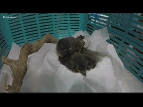 1st YouTube video about how long can bird eggs be left unattended