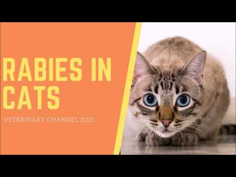 The Clinical Signs And Diagnosis Of Rabies In Cats - YouTube