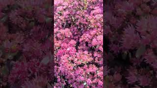 Sedum 'Grand Canyon'