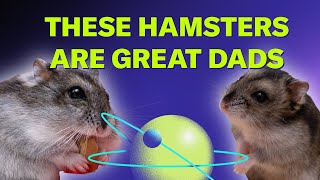 These adorable hamster dads take fatherhood seriously | Science Quickly Podcast