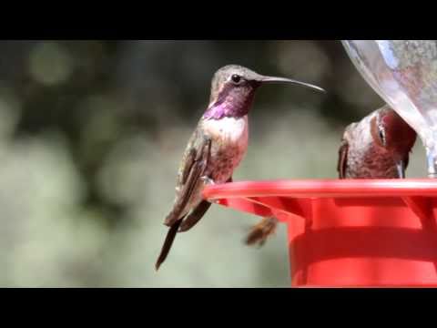Lucifer Hummingbird , male - Sept. 19, '10