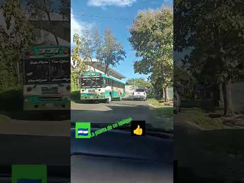 la planta #San Francisco# gotera #morazán