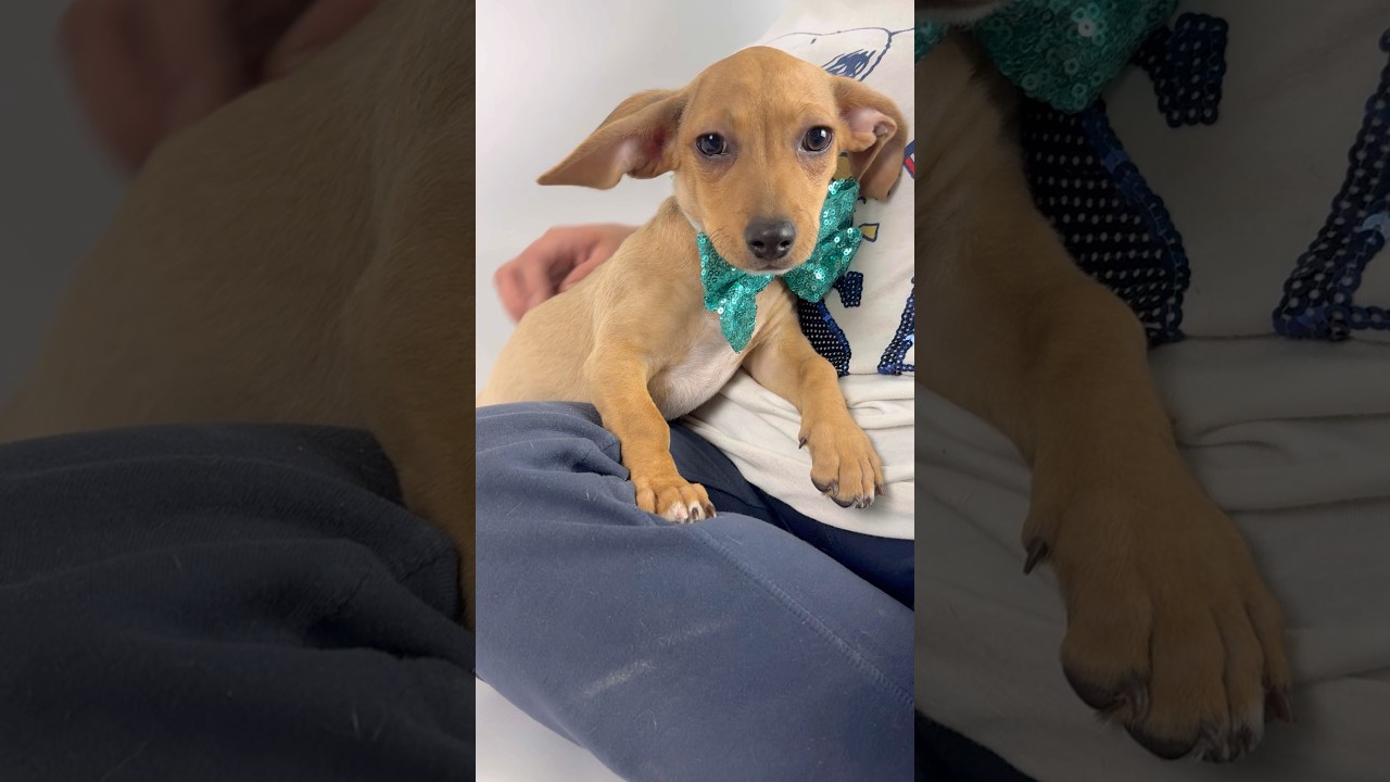 Enlarge Topaz, a ADOPTABLE mixed breed in PHOENIX, AZ video 5/6