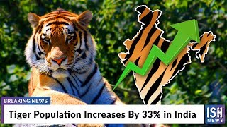 Tiger Population Increases By 33% in India