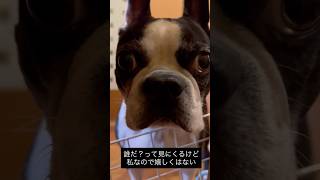 お出迎え来た割には嬉しくなさそうな犬 #ボストンテリア