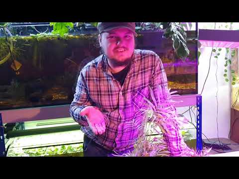 The Parlour Palm (Chamaedorea Elegans): Care, keeping and propagation of the popular houseplant