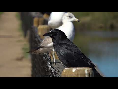 'A Gift From A Crow' -Native American style flute.