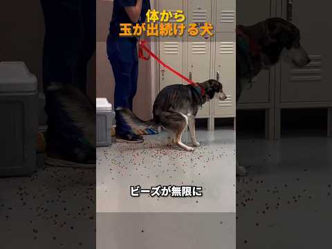 体から玉が出続ける犬