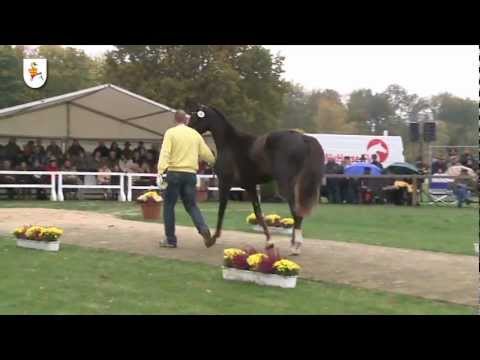 Livaldon, Hannoveraner Prämienhengst (v. Vivaldi - Donnerhall)