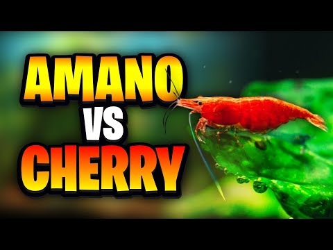Amano Shrimp Vs Cherry Shrimp - What's The Best Option For Your Aquarium?
