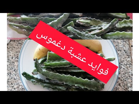 دخله تسمعوا تجربتي مع دغموس