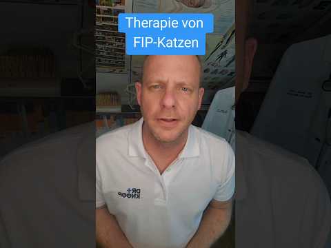 Therapie FIP bei Katzen #drknoop #tierarzt #katze #fip