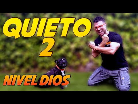 ¿Cómo entrenar la orden QUIETO 2 ? 🔒 | Adiestramiento Canino 🐶
