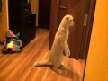 Кот в шоке! (My cat shocked!) 