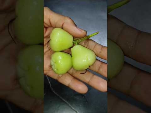 🤯🔪Unbelievable Rare Fruit Cutting#fruitcutting #jamrud #rarefruits #amrood #viral #cuttingfruit #wow