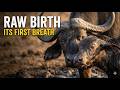 Cape Buffalo Being Born RAW REAL CITA