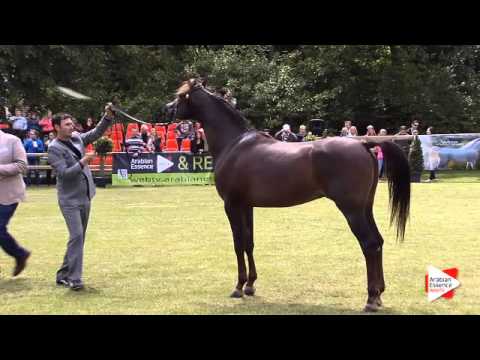 N.39 DYNAMICC-D - Bruges 2015 National - Stallion 4-6 years old (Class 8)