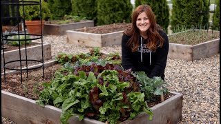 How to Grow Spinach for Beginners! 🌿👩‍🌾// Garden Answer