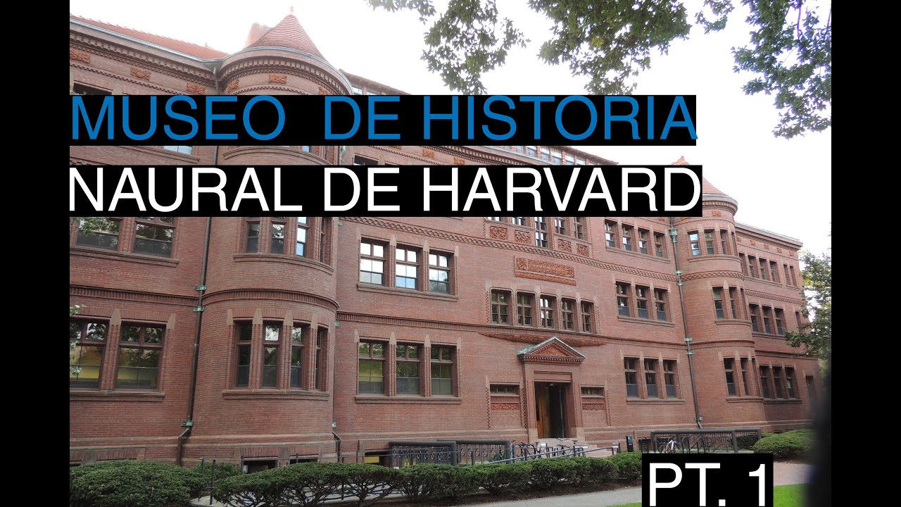 Yendo al museo de historia natural Harvard. Going to Harvard Museum of Natural History.