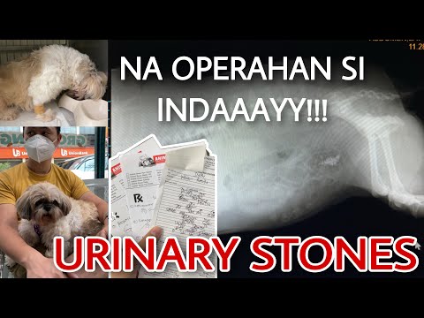 URINARY STONES | SIGNS & SYMPTOMS | COST OF OPERATION | SHIH TZU | CYSTOTOMY