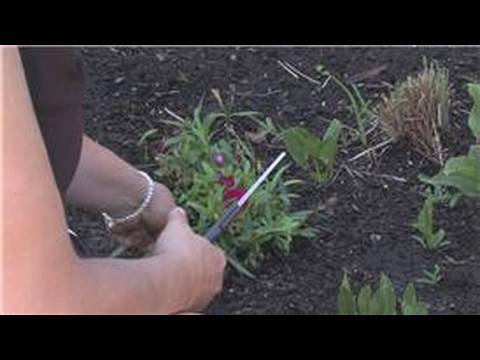 Flower Gardening : How to Prune Carnations