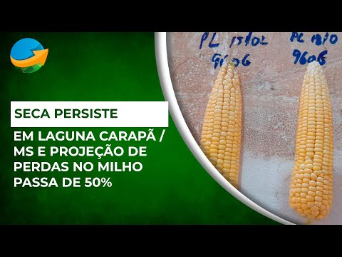 Laguna Carapã / MS segue sofrendo com seca e projeção de perdas já passa dos 50%