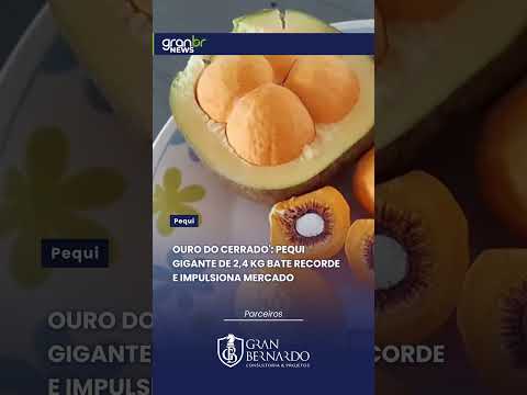 OURO DO CERRADO': PEQUI GIGANTE DE 2,4 KG BATE RECORDE E IMPULSIONA MERCADO