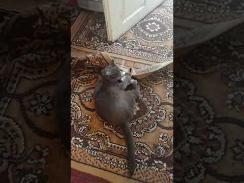 Putina madareala!!!!!Miau ,miau !!