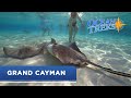 Ocean Treks With Jeff Corwin Grand Cayman OceanView Series Princess Cruises