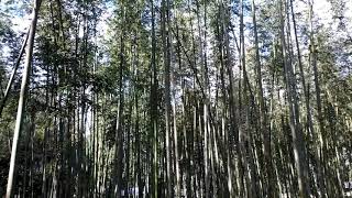 京都の竹林